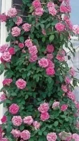roza-pnaca-pink-cloud-rozowy