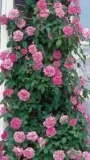 roza-pnaca-pink-cloud-rozowy
