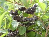 aronia-krzaczasta