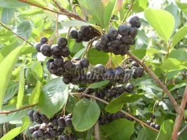aronia-krzaczasta