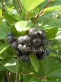 aronia-krzaczasta-styl-ogrod-skalny-ogrod-japonski-ogrod-wiejski-ogrod-nowoczesny