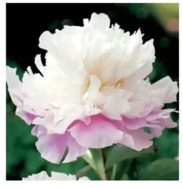 piwonia-amabilis-1szt