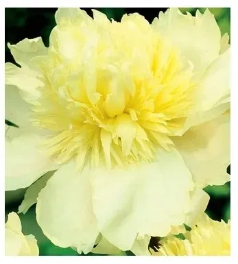 piwonia-prima-vera-1szt