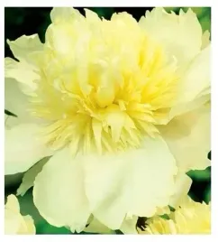 piwonia-prima-vera-1szt