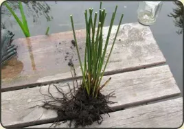 sit-rozpierzchly-juncus-effusus