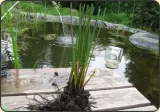sit-rozpierzchly-juncus-effusus
