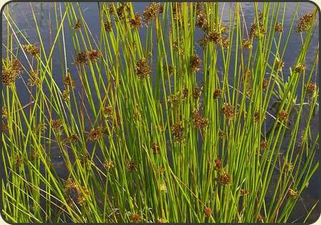 sit-rozpierzchly-juncus-effusus