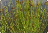 sit-rozpierzchly-juncus-effusus