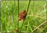 sit-rozpierzchly-juncus-effusus
