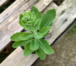 rozchodnik-okazaly-sedum-spectabile-sadzonki
