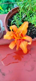 liliowiec-pomaranczowy-hemerocallis-spp-sadzonka