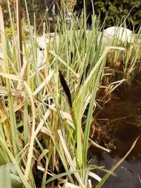 3-sadzonki-turzyca-brzegowa-carex-riparia