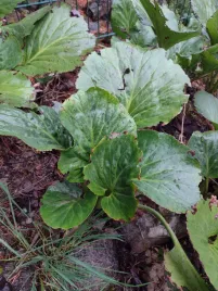 bergenia-sercolistna-bergenia-cordifolia-sadzonka