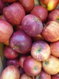 jablko-lobo-1kg