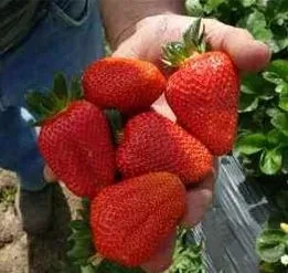 ogromna-truskawka-san-andreas-caloroczna-10-szt-sadzonek-doniczkowanych