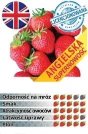 hit-truskawka-florence-owocuje-60-dni-10-szt-sadzonek-doniczkowanych