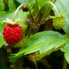 poziomka-rugia-10-sadzonek-doniczkowanych-gotowe-do-sadzenia