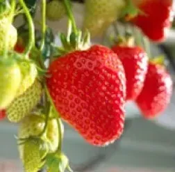 powtarzajaca-najlepsza-truskawka-selva-10-szt-sadzonek-doniczkowanych