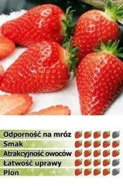 hit-truskawka-darselect-duze-owoce-stozki-10-szt-sadzonek-w-doniczce