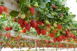 truskawka-na-parapet-pnaca-wiszaca-caloroczna-10-sztuk-sadzonek