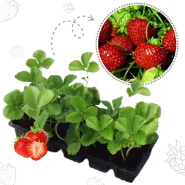 najsmaczniejsza-truskawka-bardzo-slodka-10szt-sadzonki-truskawek-odporne