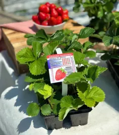 san-andreas-olbrzymie-owoce-truskawka-powtarzajaca-10-szt-sadzonek