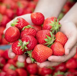 malinowa-truskawka-mieze-schindler-10-sztuk-sadzonek-ukorzenionych