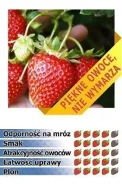 odkryj-smak-z-truskawka-korona-10-swiezych-sadzonek