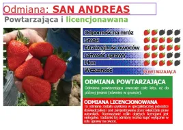 truskawka-san-andreas-odmiana-caloroczna-pakiet-10-sadzonek-doniczkowanych