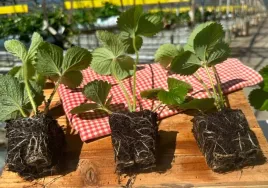 truskawka-selva-10-sztuk-sadzonek-ukorzenionych-powtarzajaca-odmiana