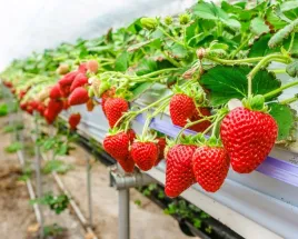 truskawka-ostara-powtarzajaca-pnaca-wiszaca-10-szt-sadzonek-doniczkowanych