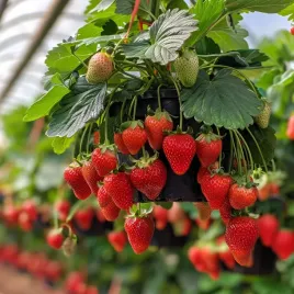 truskawka-balkonowa-ostara-10-szt-sadzonek-doniczkowanych