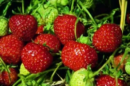 bardzo-slodkie-truskawki-odm-senga-sengana-10szt