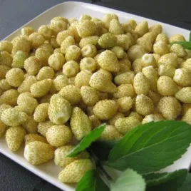 zolta-poziomka-yellow-wonder-10-gotowychsadzonek