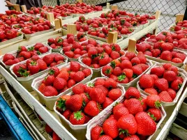 bardzo-plenna-i-slodka-truskawka-vibrant-10-szt-sadzonek-doniczkowanych