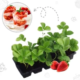 truskawka-elsanta-10-sadzonek-ukorzenionych-bardzo-slodka-odmiana