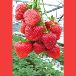 powtarzajaca-truskawka-san-andreas-duze-slodkie-owoce-10-szt-sadzonek