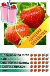 prezent-na-kazda-okazje-truskawka-elsanta-10-szt-sadzonek-doniczkowanych
