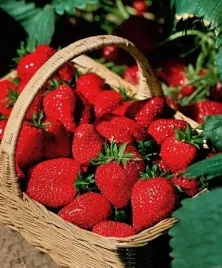 truskawka-ostara-10-sadzonek-odmiany-calorocznej