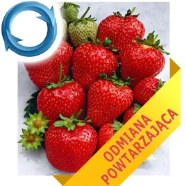 truskawka-ostara-10-sadzonek-odmiany-calorocznej