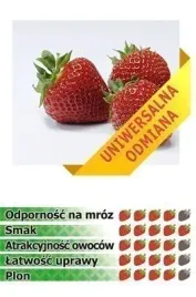 truskawka-polka-wczesna-slodka-10-sadzonek