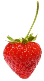 slodka-truskawka-polka-sadzonki-doniczkowane-zestaw-10-szt