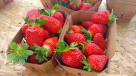 truskawka-elsanta-10-szt-sadzonek-doniczkowanych