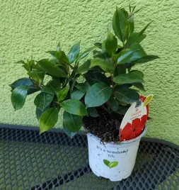 sundaville-sundavilla-dipladenia-czerwona-red-ok-20-cm