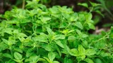 oregano-suszone-100g-marka-bez-marki