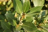 lisc-laurowy-suszony-100g-rodzaj-lisc-laurowy