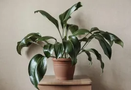 aspidistra-elatior-aspidistra-wyniosla-p14