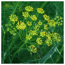 koper-szmaragd-ogrodowy-aromatyczny-intensywny-zapach-nasiona-warzyw-ziol