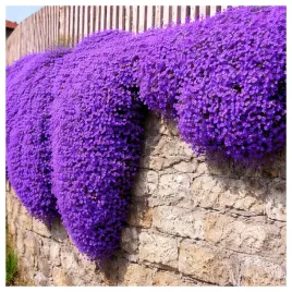 zagwin-ogrodowy-fioletowy-na-skalniak-nasiona-kwiatow-roslin-ozdobnych