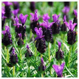 lawenda-francuska-purpurowa-nasiona-kwiatow-ozdobnych